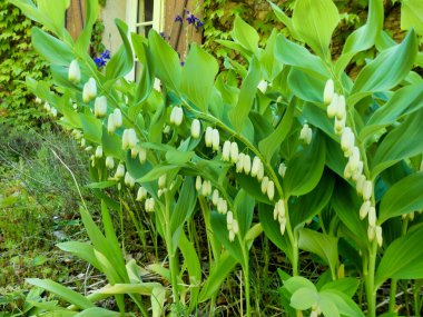 Solomonlarla dolu çiçek yatağı (Polygonatum multiflorum) ayrıca Kral Solomons-Seal olarak da bilinir.