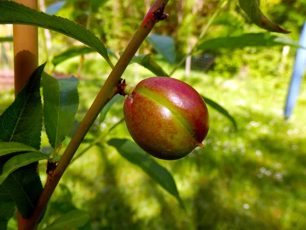 Zamknij Owoc Sadzonki Nectavigne Nectavigne Prunus Persica Jest Hybrydowym Krzyżem — Zdjęcie stockowe