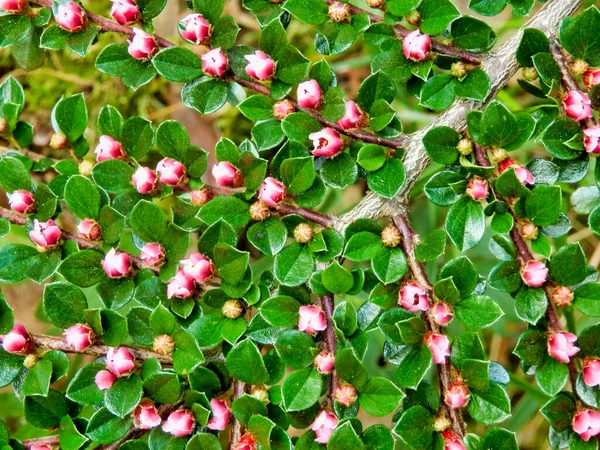 Close Padrão Espinha Peixe Cotoneaster Horizontalis Exibindo Flores Suaves Rosa — Fotografia de Stock