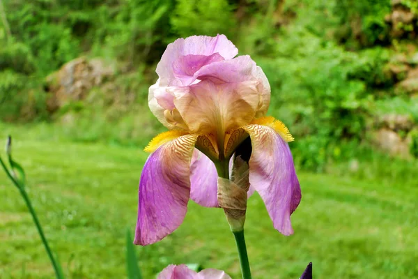 Roze Paarse Bebaarde Iris Een Landelijke Omgeving — Stockfoto
