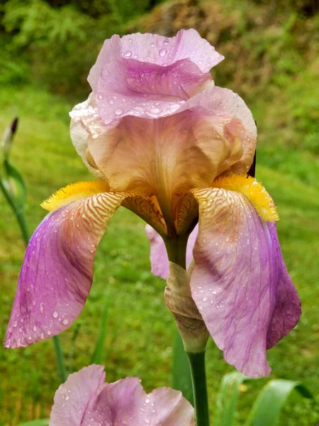 Close Van Een Roze Paarse Bebaarde Iris Bedekt Met Regendruppels — Stockfoto