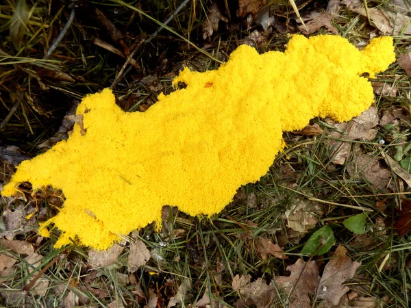 Vivid Yellow Fuligo Septica Scrambled Egg Slime Mould Flowers Tan — Stock Photo, Image