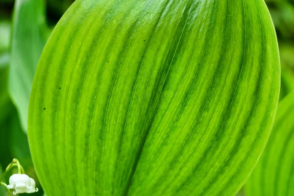 Close Underside Leaf Lily Valley Plant — Stock Photo, Image