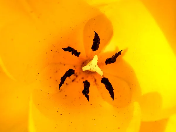 Close Yellow Tulip Bloom Showing Stamen Pollen — Stock Photo, Image