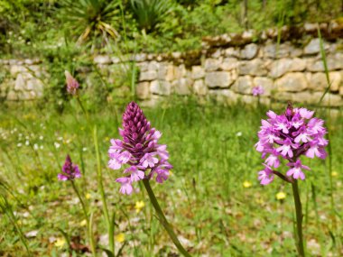 Piramit Orkidesi (Anacamptis Piramidalis) çayırlarda büyür.