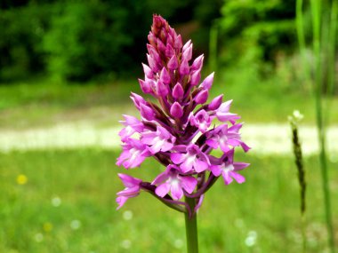 Piramitsel Orkide tomurcuğu (Anacamptis piramidalis) bir çiçeğe dönüşmeye başlar