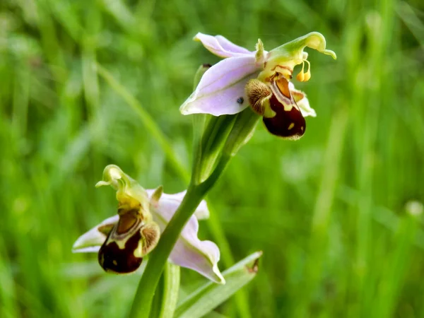 Bijenorchidee Ophrys Apifera Dat Het Wild Groeit Een Weiland — Stockfoto