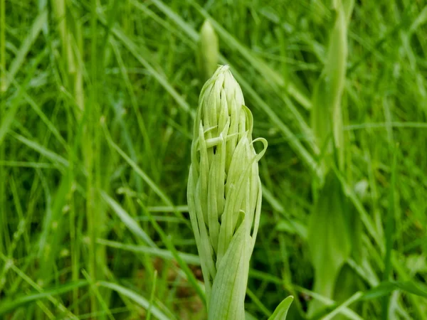 Närbild Ödla Orkidé Knopp Himantoglossum Hircinum Knopp — Stockfoto