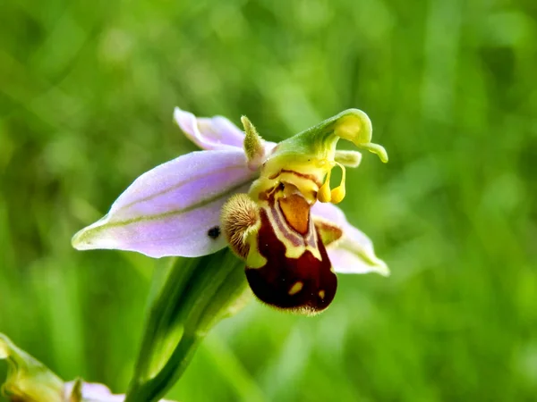 Close Van Een Bijenorchidee Ophrys Apifera — Stockfoto
