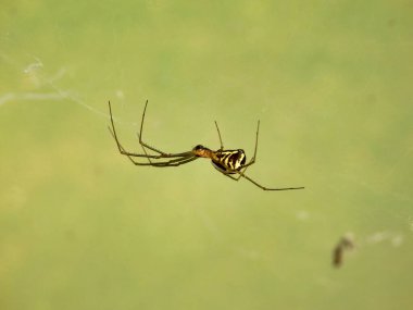 Neriene radiata (Film Kubbesi Örümceği) bir çoklu tünelde ağ inşa ederken bulundu