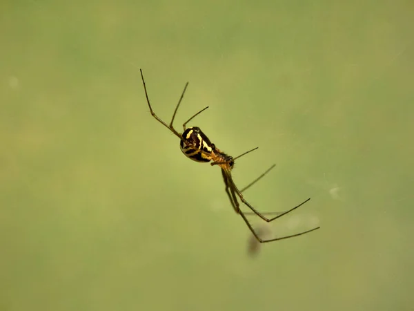 Neriene Radiata Filmy Dome Spider Trovato Costruzione Una Tela Polytunnel — Foto Stock