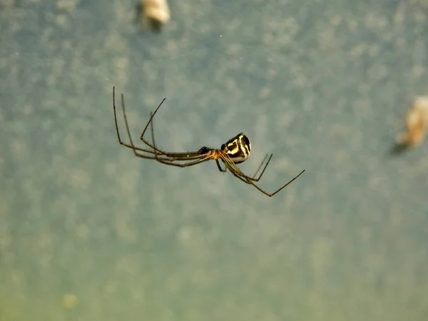 Neriene Radiata Filmy Dome Spider 在一个多道隧道中发现了一个蜘蛛网 — 图库照片