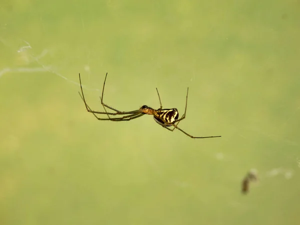 Neriene Radiata Filmy Dome Spider Beim Bau Eines Netzes Einem — Stockfoto