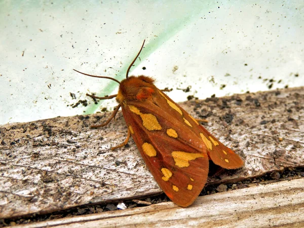 Hyphoraia Testudinaria Pattons Tiger Moth Найдена Политоннеле Дордоне Франция — стоковое фото