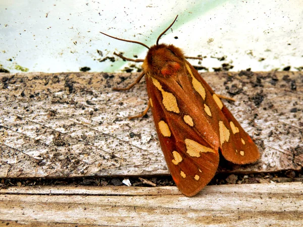 Hyphoraia Testudinaria Pattons Tiger Moth Finns Inuti Polytunnel Dordogne Frankrike — Stockfoto