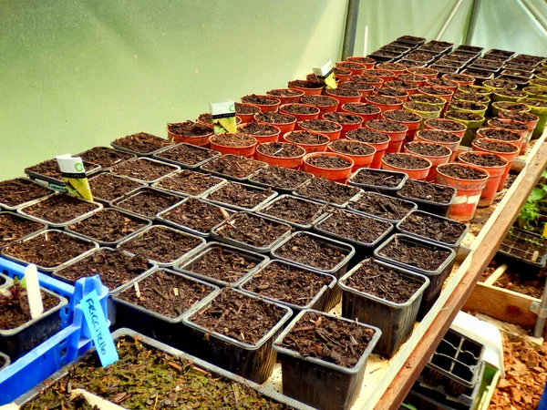 Doniczki Roślin Wypełnione Świeżym Kompostem Różnymi Nasionami Posadzonymi Ogrodzie Warzywnym — Zdjęcie stockowe
