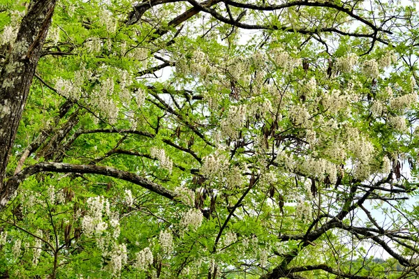 Acacia Træ Baldakin Fuld Friske Blomster Blomstrer - Stock-foto
