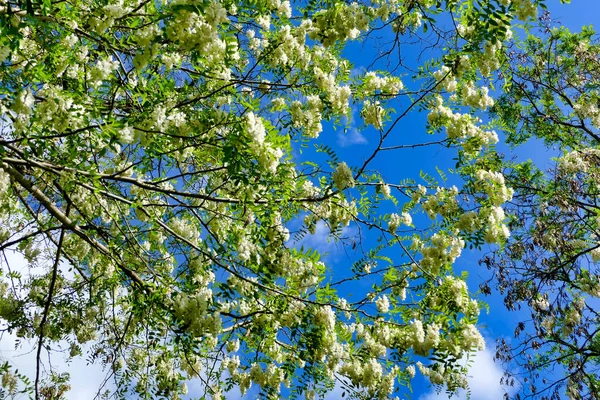 Acacia Strom Baldachýn Plný Čerstvých Květin Zářící Slunečním Světle Nastavit — Stock fotografie