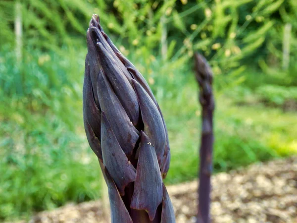 Close Tip Purple Asparagus Spear — Stock Photo, Image