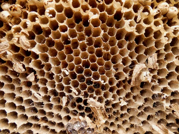 大型亚洲大黄蜂 Vespa Velutina 在屋顶整修过程中从阁楼上移下的巢 详细说明了卵室的蜂窝结构 — 图库照片