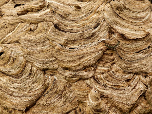 亚洲大黄蜂 Vespa Velutina 巢穴表面的近景显示了被咀嚼的木材所形成的复杂图案 — 图库照片