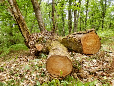 Yosun örtüsünün ucunu kapatın Tatlı Kestane, yüzükler ve çatlaklara bakın.