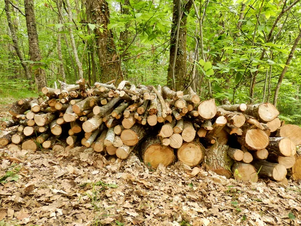Log Pile Sweet Chestnut Logs Woodland Clearing — Stock Photo, Image