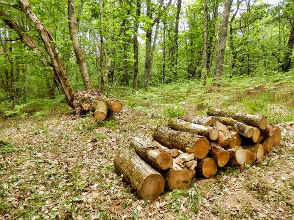 Log Pile Sweet Chestnut Logs Woodland Clearing — Stock Photo, Image