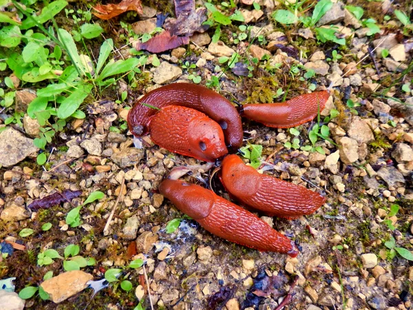 Close Group European Red Slugs Arion Rufus Looking Mate — Stock Photo, Image