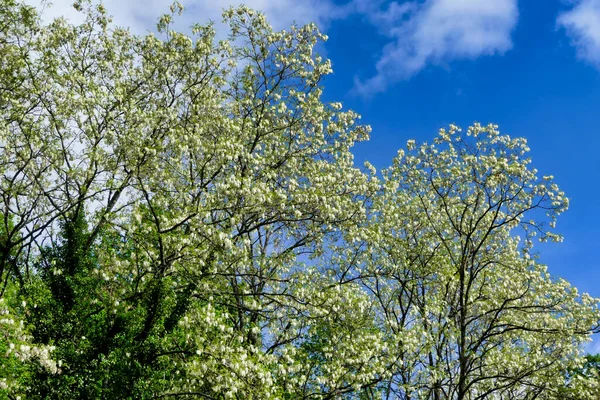 アカシアの木のキャノピーは 太陽の下で輝く新鮮な花が咲き誇り 美しい青空を背景に設定されています — ストック写真