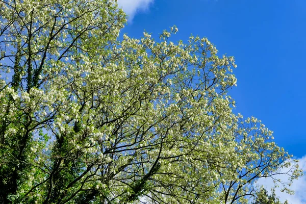 Acacia Strom Baldachýn Plný Čerstvých Květin Zářící Slunečním Světle Nastavit — Stock fotografie