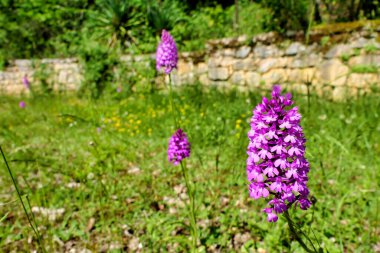 Piramitsel Orkideler (Anacamptis Piramitleri) bir çayırda vahşi bir şekilde büyüyorlar.