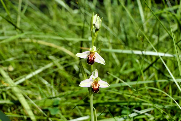 Avvicinamento Orchid Dell Ape Ophrys Apifera Che Mostra Sepali Più — Foto Stock