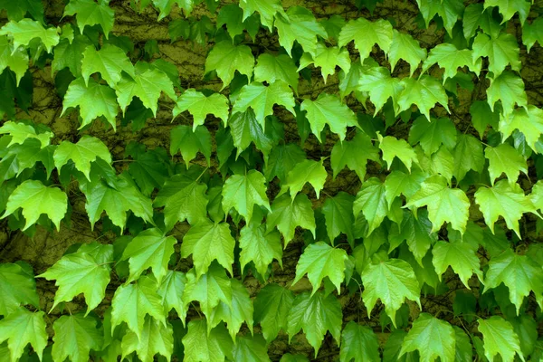 Lesklá Zelená Boston Ivy Parthenocissus Tricuspidata Listy Francouzské Zdi Statku — Stock fotografie