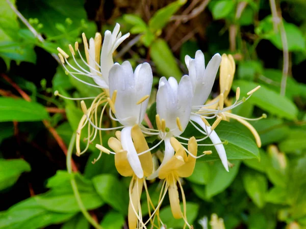 Close Sweetly Scented Honeysuckle Lonicera Japonica Flower — Stock Photo, Image