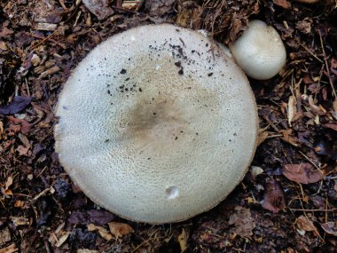 Gübre yığınında büyüyen Agaricus arvensis (At Mantarı)