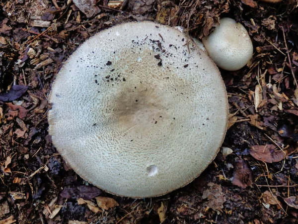 在堆肥堆中生长的马蘑菇 Agaricus Arvensis — 图库照片