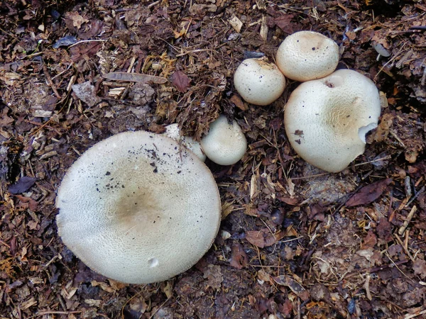 Agaricus Arvensis Horse Mushroom Growing Compost Heap — Stock Photo, Image