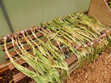 Kuruması için politüneldeki bankta yeni kaldırılmış sarımsak.