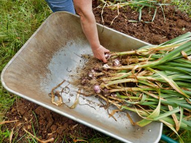 Sarımsak kaldırmak ve kurutma tezgahına götürmek için el arabasına yerleştirmek.