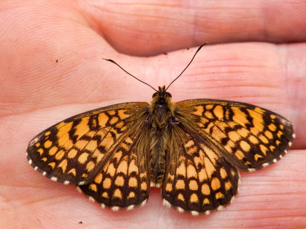 Крупный План Бабочки Melitaea Nevadensis Руке Считается Подвидом Melitaea Athalia — стоковое фото