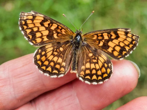 Close Melitaea Nevadensis Butterfly Hand Considered Sub Species Melitaea Athalia — Stock Photo, Image