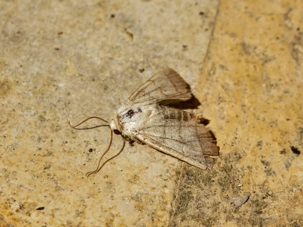 Treble Lines Moth Charanyca Trigrammica Nalezeno Podlaze Verandy Dordogne Francie — Stock fotografie