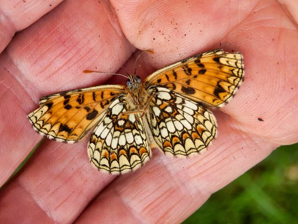 一只手紧紧地抓住了一只夜莺蝴蝶的下侧 被认为是马利塔亚科的亚种 — 图库照片