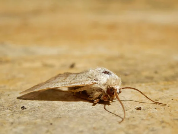 Treble Lines Moth Charanyca Trigrammica Nalezeno Podlaze Verandy Dordogne Francie Royalty Free Stock Obrázky
