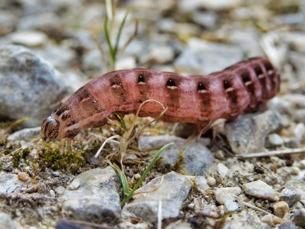 砂利道を這う赤い翼のツバメの毛虫 Xystopeplus Rufago の閉鎖 — ストック写真