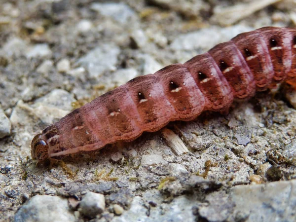 Close Red Winged Sallow Caterpillar Xystopeplus Rufago Crawling Gravel Path — Stock Photo, Image