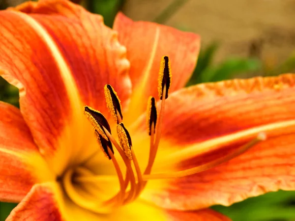 Fermer Les Étamines Pollen Lis Tigre Orange Lilium Bulbiferum — Photo