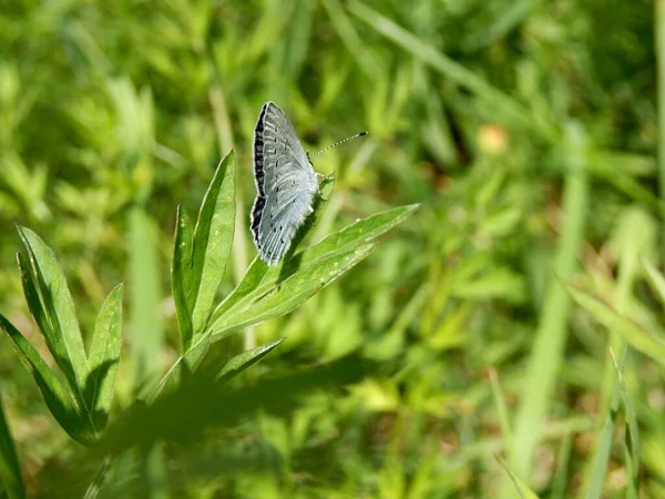 冬青蝴蝶 Celastrina Argiolus 呈淡蓝色 几乎是白色 下部有黑斑 — 图库照片