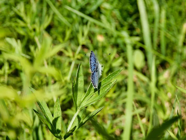 Holly Blue Butterfly Celastrina Argiolus Väg Att Öppna Sina Vingar — Stockfoto